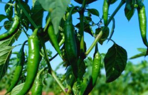 Green Chili Success in Galdogob, Mudug