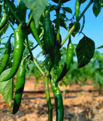Green Chili Success in Galdogob, Mudug